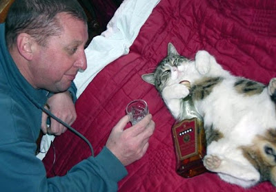 drunk cat pictures