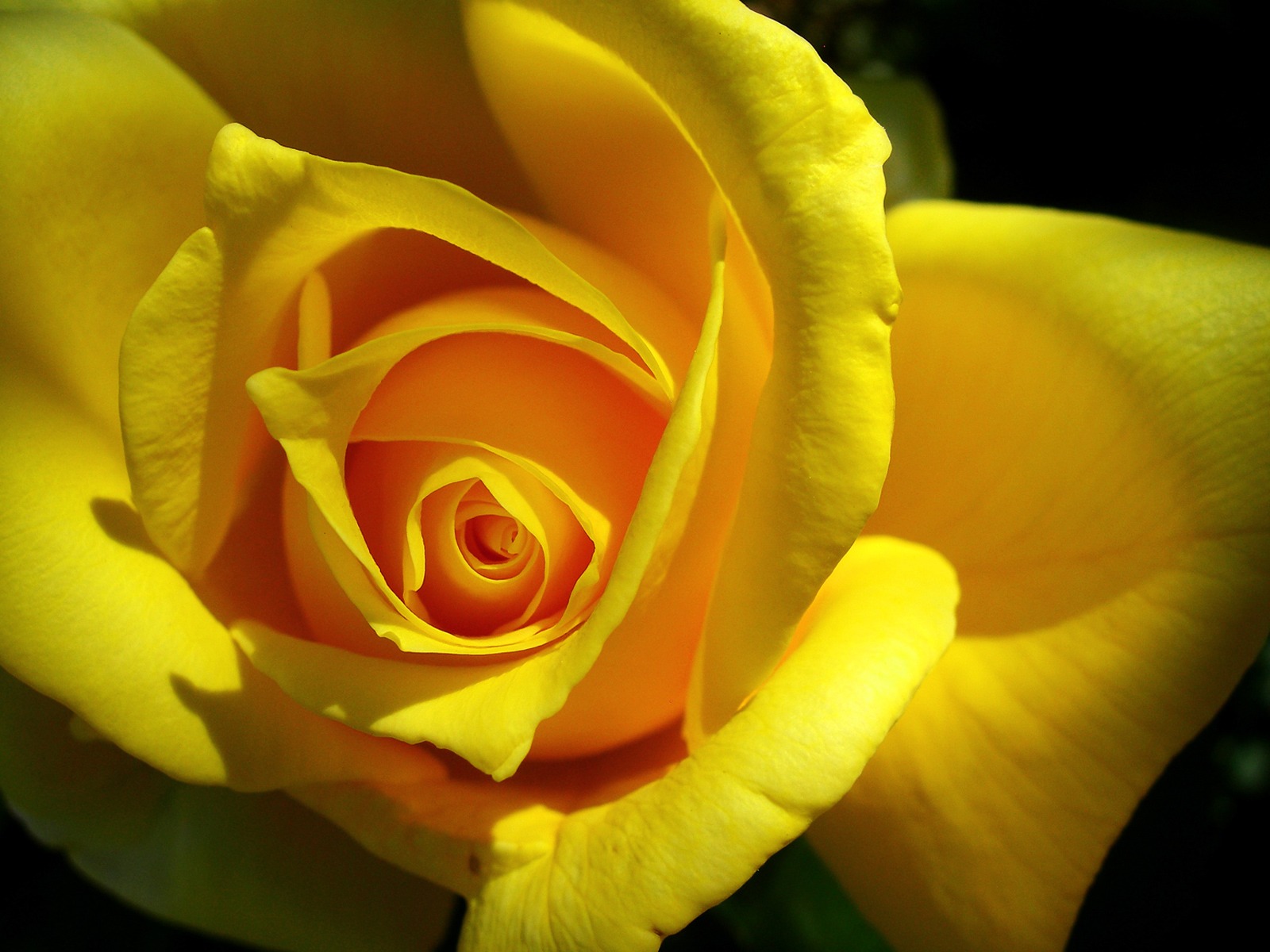 Download Romantic Flowers: Yellow Rose Flower