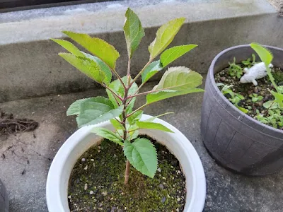 リンゴの種から出た芽