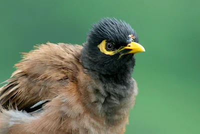 Juvenile Common Myna after the rain at backyard in Raub Malaysia