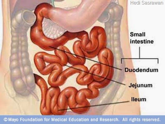 usus halus