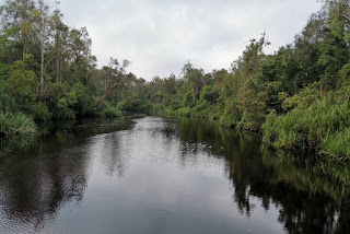 Indonesia, Borneo, Parque Nacional Tanjung Puting.