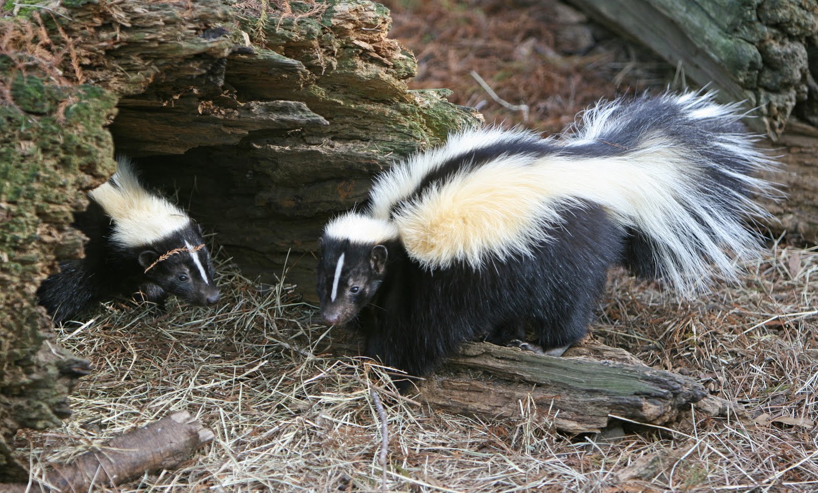 gamba2 Top 10 animais com os piores odores da natureza! 