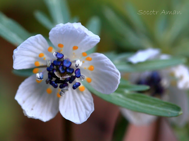 Shibateranthis pinnatifida