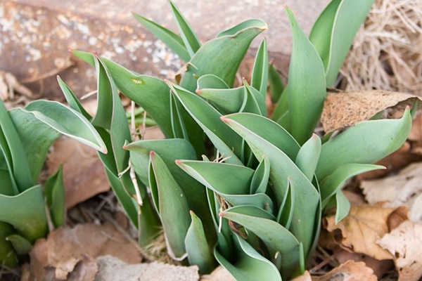 Tulips-coming-up
