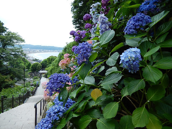 21鎌倉 成就院の紫陽花 海の見えるアジサイ参道