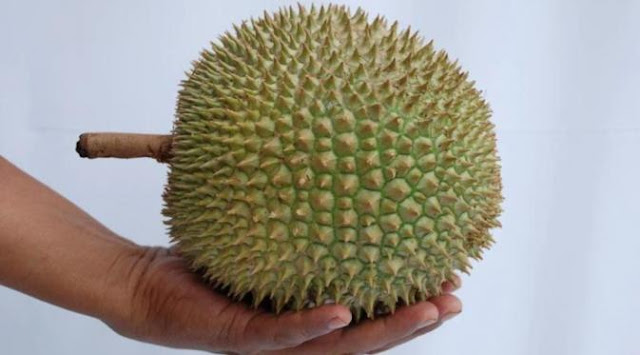 Durian Terong yang Unik dari Kalimantan Barat