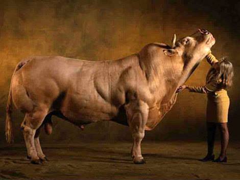 i love all animals: big cow