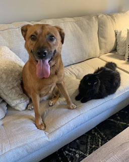 Gato compasivo consuela a su amigo perro durante una tormenta aterradora