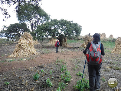 Parcelas con milpa cosechada en Cerro Viejo