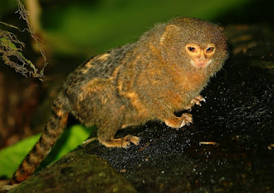 Pygmy Marmoset