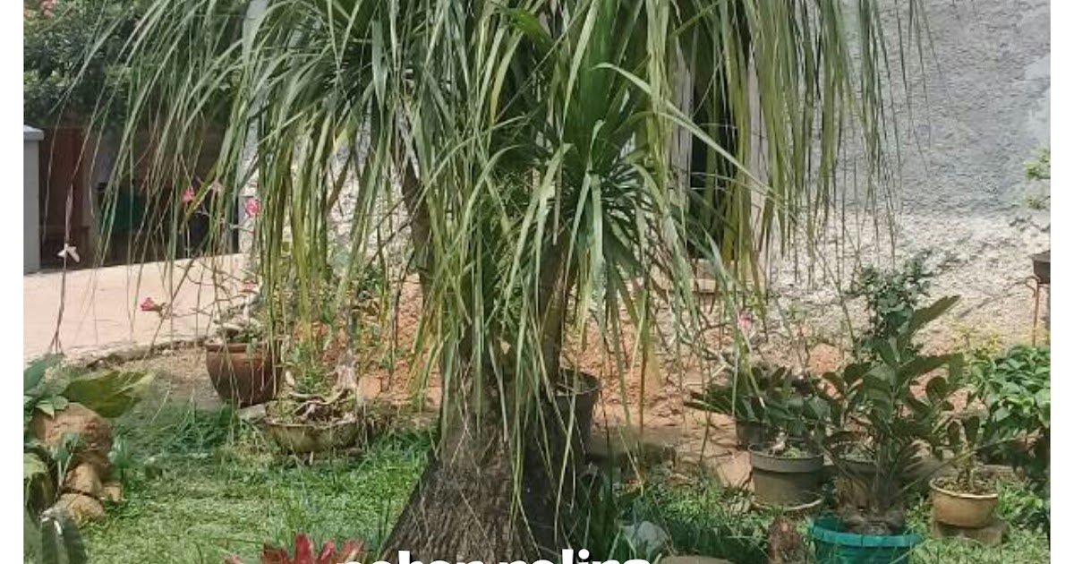 Jual Pohon Nolina Tanaman Pelindung Tanaman Hias Jual Pohon Nolina Tanaman Pelindung Tanaman Hias