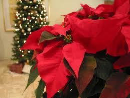 poinsettia christmas flower