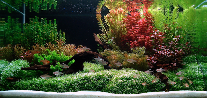 The gallery for gt; Freshwater Aquarium Decorating Ideas