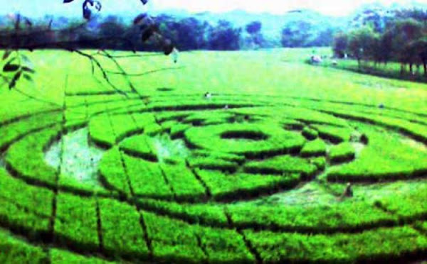 gambar Jejak Ufo di Sleman Jogjakarta, fakta dibalik jejak ufo di 
Sleman, foto crop circle