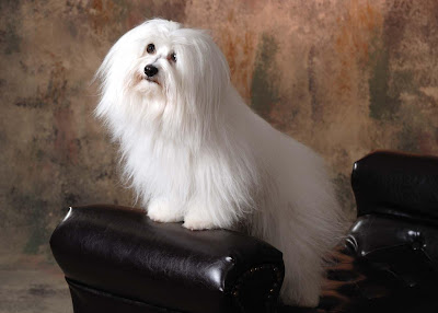 Coton de Tulear