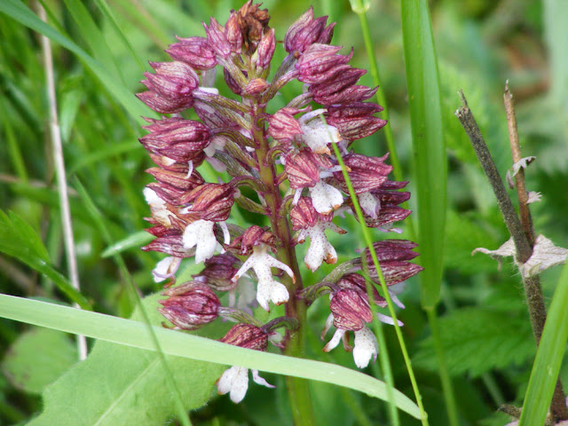 Lady-Monkey Orchid hybrid Orchis x angusticruris, Indre et Loire, France. Photo by Loire Valley Time Travel.