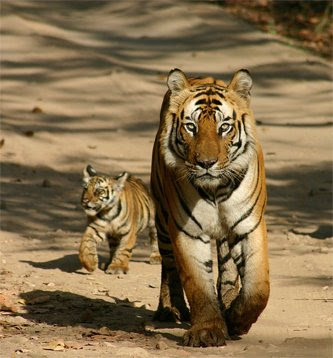 Tiger and tiger cub in Pilibhit Tiger Reserve