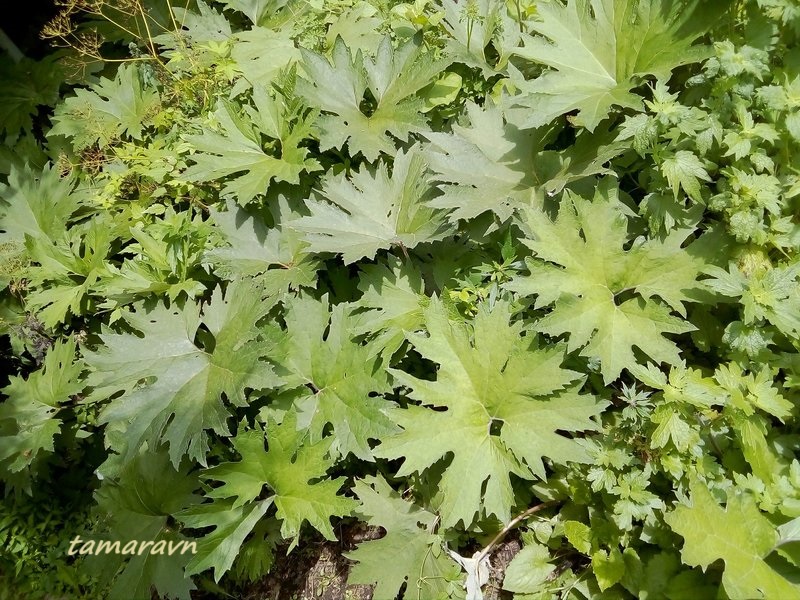 Белокопытник Татеваки (Petasites tatewakianus)