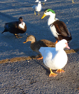 muscovy, two mallards, and another muscovy... gull at top (sigh)