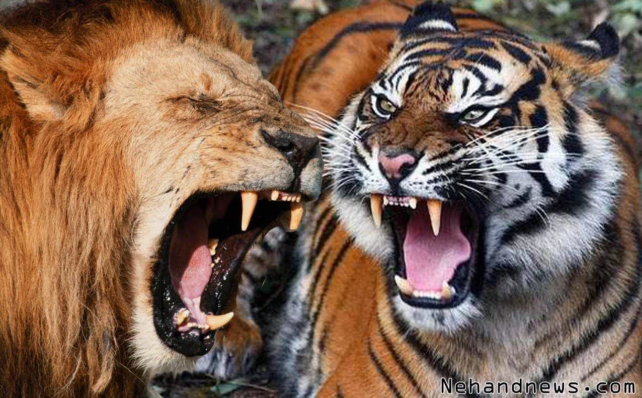 Pertarungan Si Raja Hutan Singa Lawan Harimau Siapakah Yang