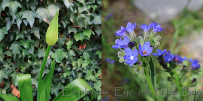 Agapanthus and Anchusa