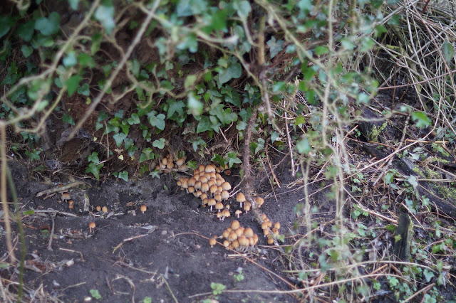 magical spring walk in norfolk countryside 