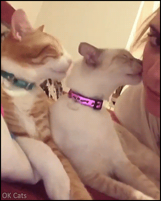 Funny Cat GIF • Love Train Team work Team spirit first cat licking owner's face and second cat licking other cat's face [ok-cats.com]
