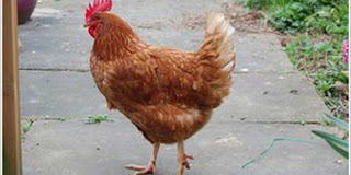 Heboh, Seekor Ayam Bukannya Bertelur Malah Beranak [ www.BlogApaAja.com ]