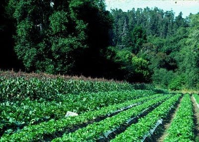 Conceitos de Agroecologia