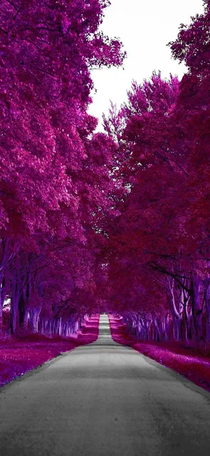 Road, Nature, Pink Leaves, Pink Leafed Tree, Trees, Landscape, Mobile Wallpaper