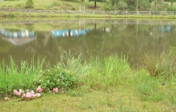 Reflexos da Natureza