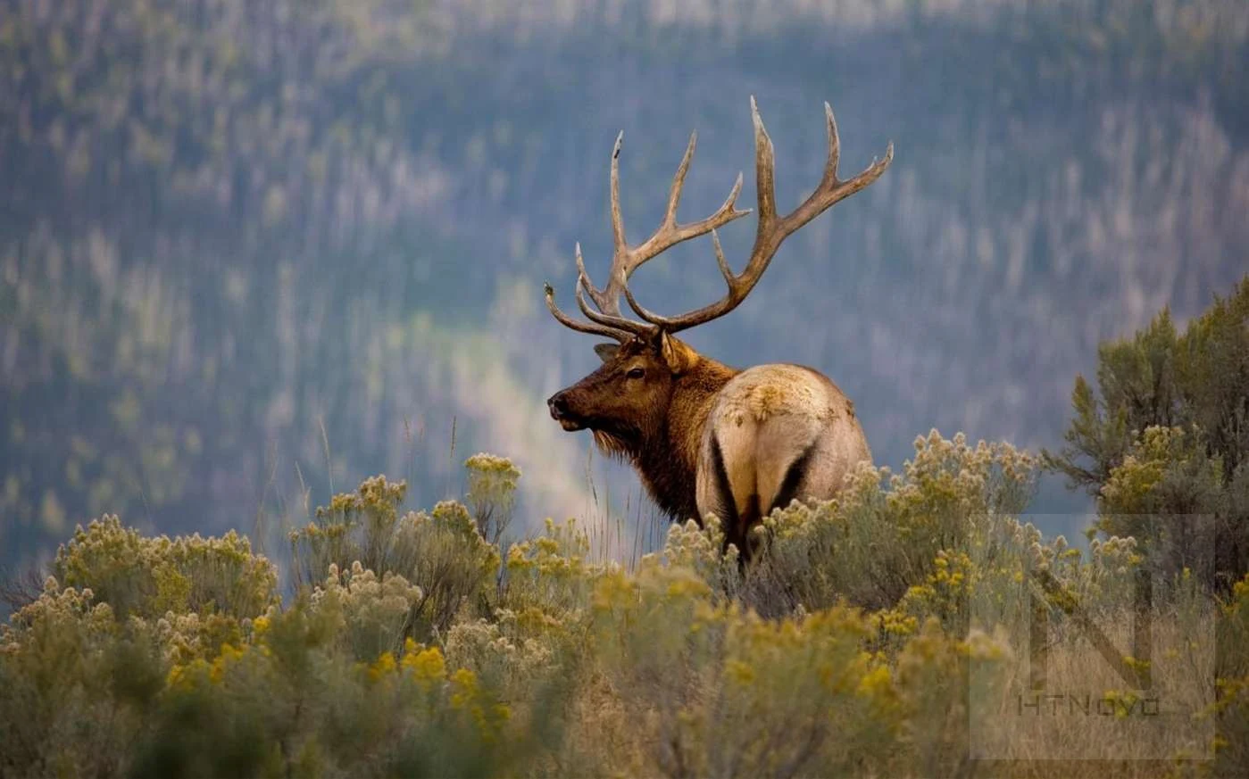 Yellowstone-tema