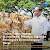 Presiden Joko Widodo Meninjau Panen Raya Jagung di Kabupaten Sumbawa,