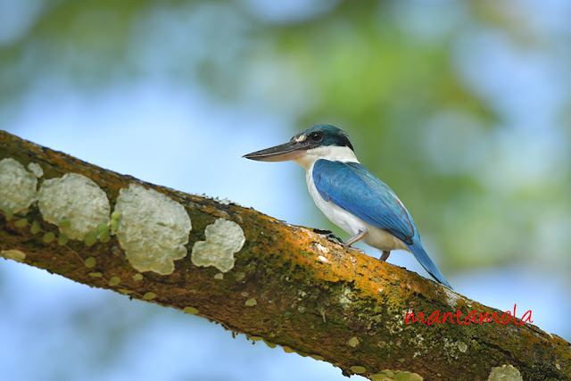 Collared Kingfisher