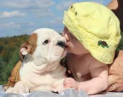 Bulldog with children