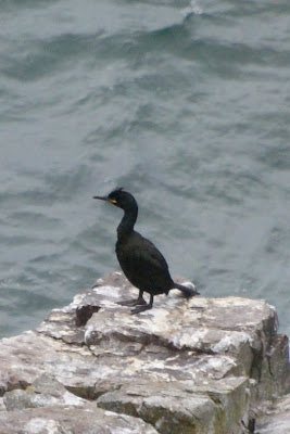 Tûfielgoes - Kuifaalscholver - Phalacrocorax aristotelis