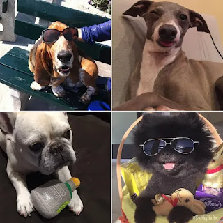 5 cuentas de Twitter con las fotos más adorables de perros