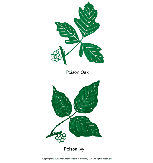 poison oak pictures on skin. Poison ivy/oak is more common