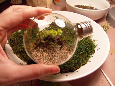 Tiny Terrarium in a Light Bulb