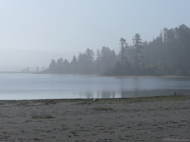 foggy trees along the lagoon