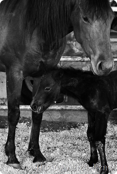 Baby Horse (78 of 125) copy 2