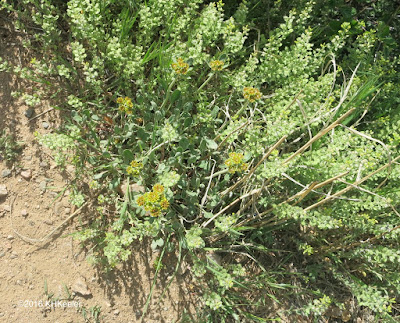 sulphur flower in bud