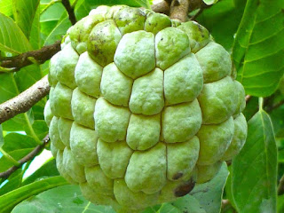 Sugar Apple Fruit Pictures