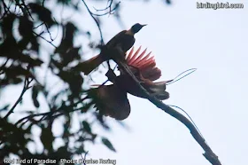 Red bird of paradise photo by Charles Roring