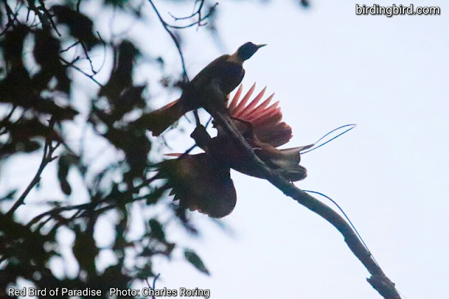 Red bird of paradise photo by Charles Roring