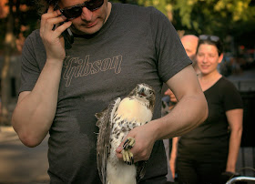 NYC Urban Park Ranger Rob Mastrianni holds Tompkins Square hawk FLedgling #3.