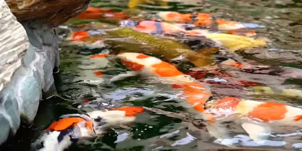Memelihara Ikan dan Binatang Eksotik, Hobi Unik Drs H Bonyo Thamrin Rayes