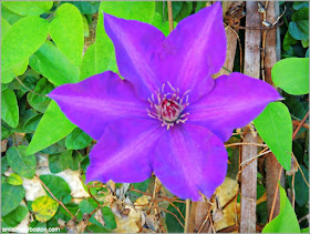 Dallas Arboretum & Botanical Garden: Clematis "President"