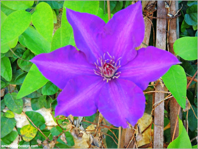 Dallas Arboretum & Botanical Garden: Clematis "President"